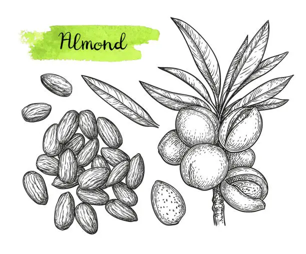 Vector illustration of Ink sketch of almond.