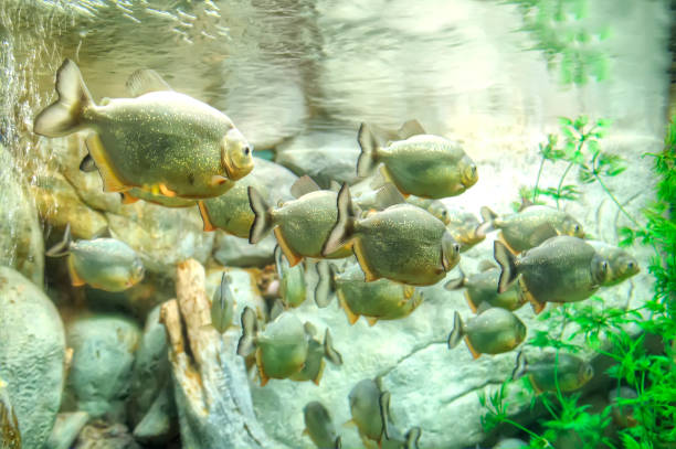 istock A flock of piranha fish 941066312