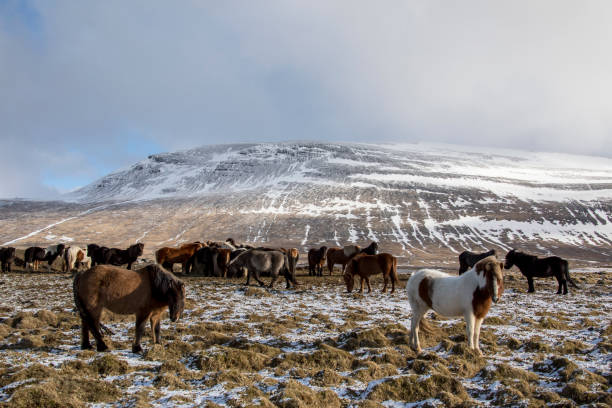 istock Iceland horses in winter 941066320