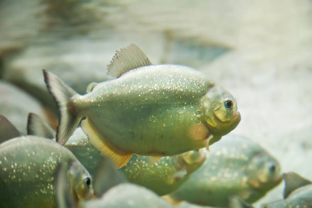 istock A flock of piranha fish 941066334