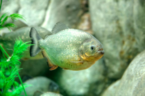 istock A flock of piranha fish 941066358