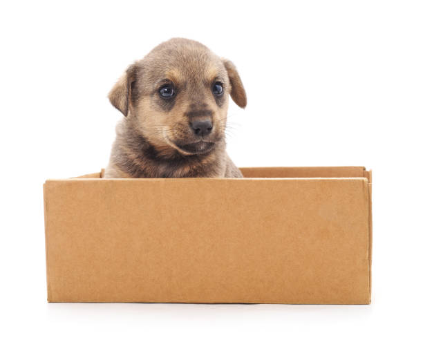 istock Puppy in the box. 941071128
