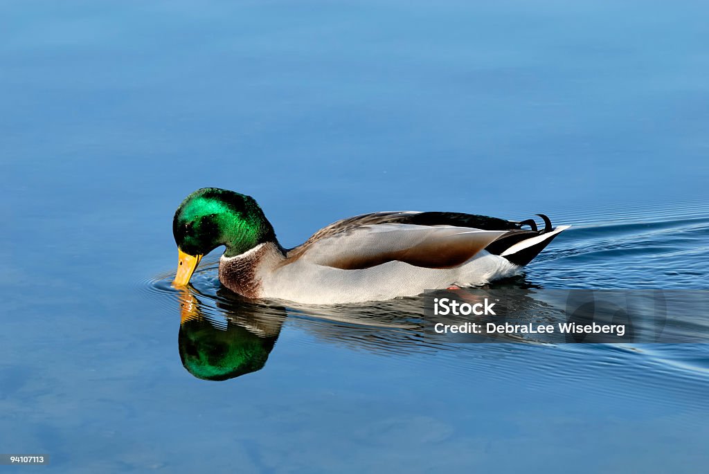 Wellenförmig Wasser - Lizenzfrei Ente - Wasservogel Stock-Foto