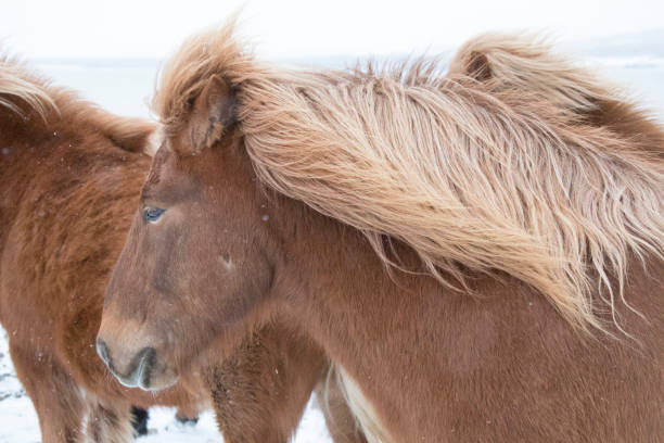 istock Iceland horse in winter 941071864