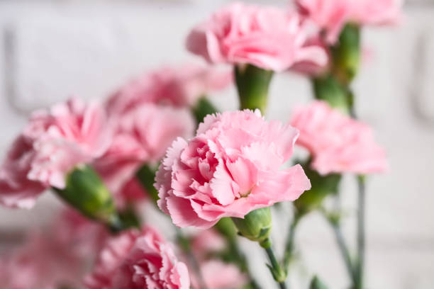 bouquet of pink spray carnations bouquet of pink spray carnations. Closeup. On white brick wall background carnation flower photos stock pictures, royalty-free photos & images