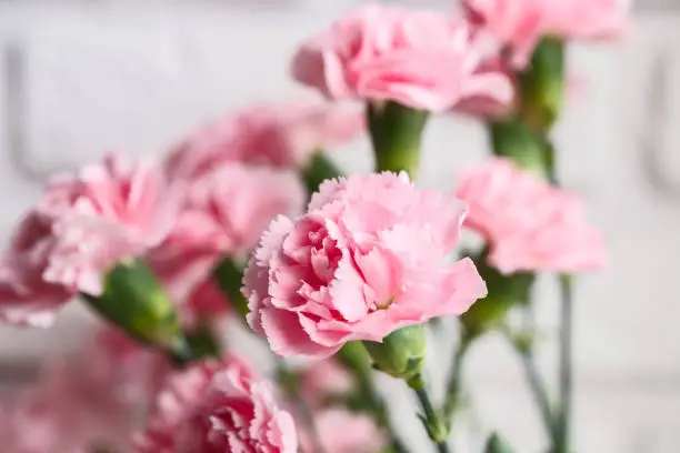 bouquet of pink spray carnations. Closeup. On white brick wall background