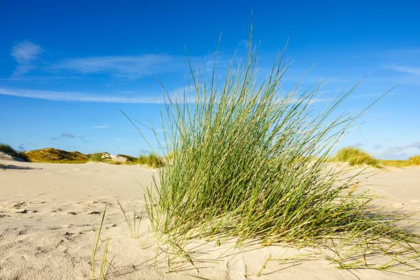 istock Dunes on the North Sea island Amrum, Germany 941074254