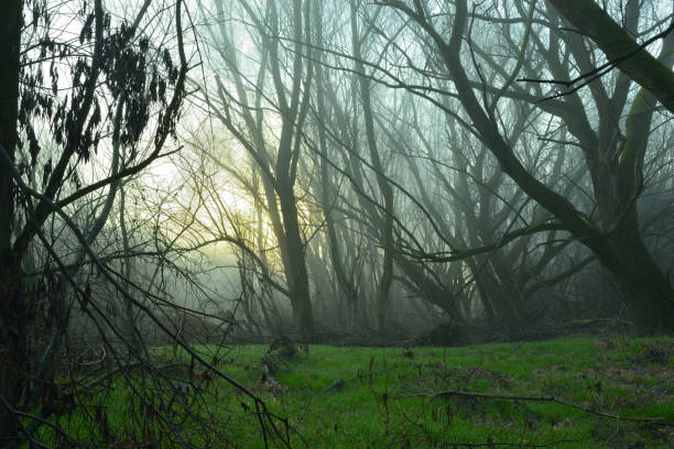 istock Sunrise in forest and fog 941075782