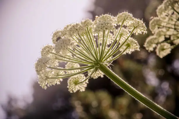 Taken from below, this image highlights the fine hairs on the stem and the delicate petals, flowers and stamens of this giant weed