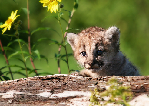 The cougar, Puma concolor,  also known as the puma, mountain lion, catamount, or panther, is a large cat native to the Americas, second only in size to the stockier jaguar. Utah