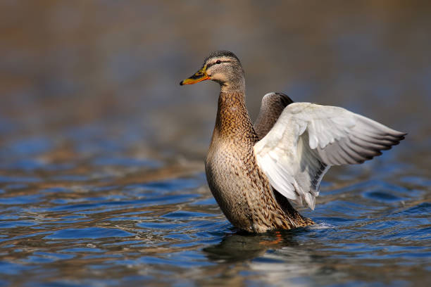 istock female wild duck (Anas platyrhynchos). Mallard spreads its wings 941082262