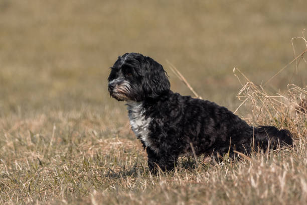 istock A little Havanese plays outside in the meadow 941085506