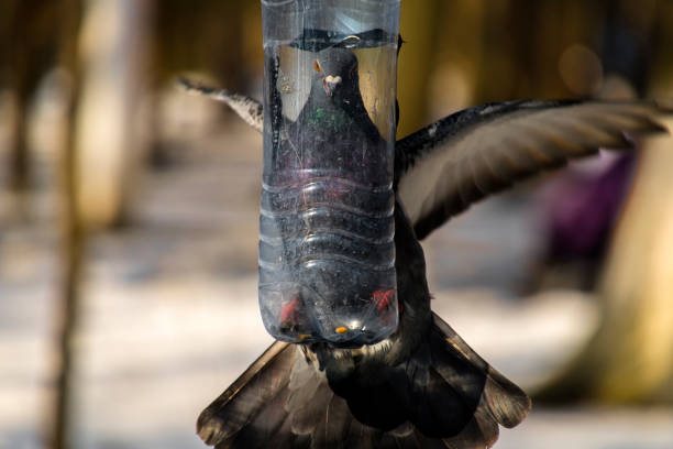 Blue dove is trying to climb into a small bird feeder made from a plastic bottle (Columba)