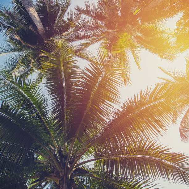 istock Coconut tree at tropical coast with vintage tone 941086314