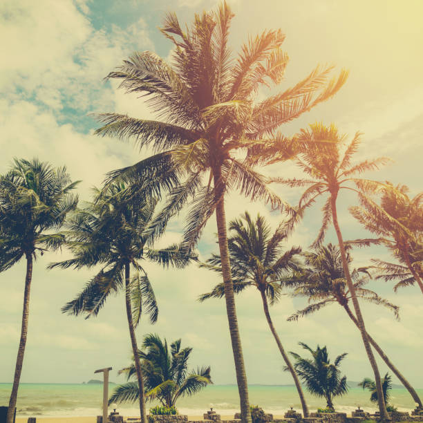 istock Coconut tree at tropical coast on beach with vintage tone 941086378