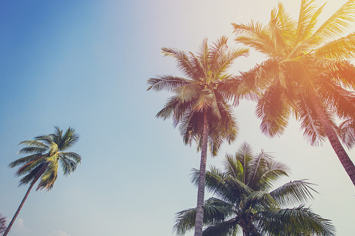 Outdoors with palm trees and a bright sky