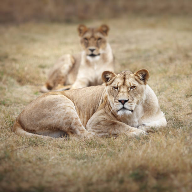 istock African Lioness at Sunset Preparing to Stalk Prey 941086730
