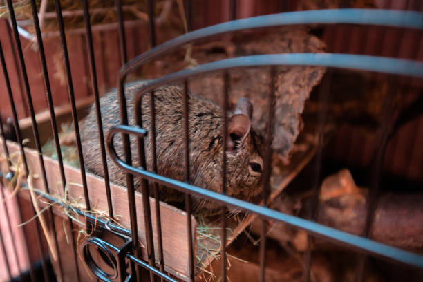 istock beautiful Chilean squirrel in a cage 941086844