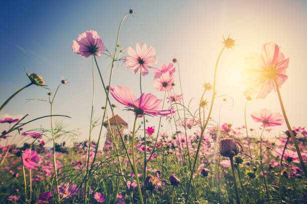 istock field cosmos flowre and sunset with vintage tone. 941086860