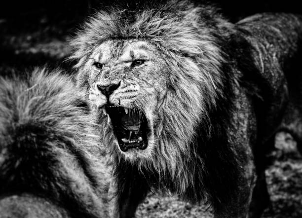 Lions fight for leadership