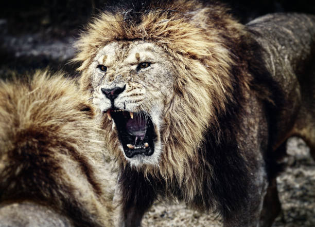 A pair of lions in a zoo