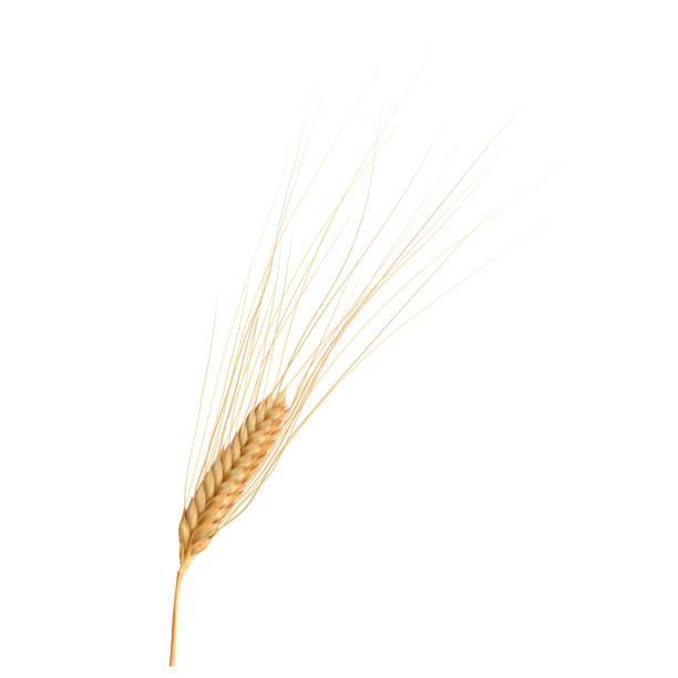 istock Photo realistic ear of wheat isolated on white, vector illustration. 941089648