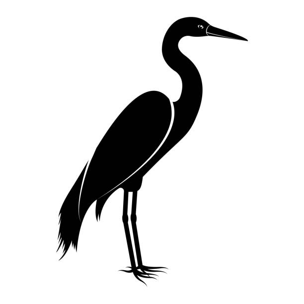 wektorowy obraz sylwetki ptaków czapli - bird animal standing nature stock illustrations