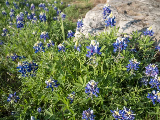 Photo of View of Texas Bluebonnets by Large Rock