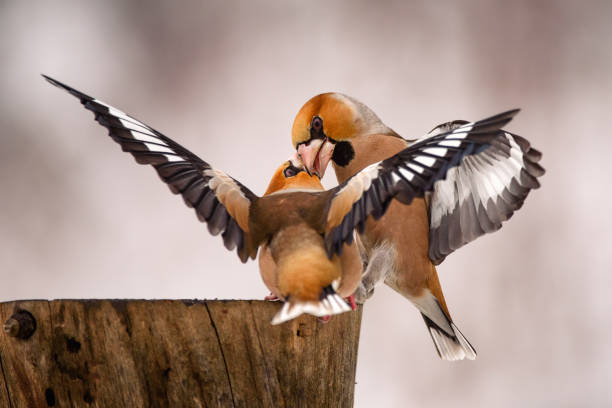istock two Hawfinch fight at the feeder 941093874