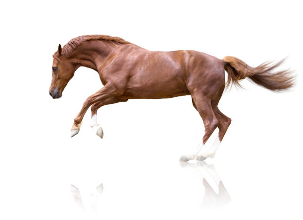 istock Red  horse jumping isolated on white background 941100096