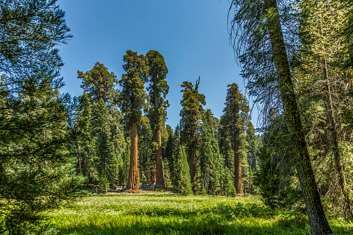 the famous big sequoia trees are standing in Sequoia National Park, Giant village area , big famous Sequoia trees, mammut trees