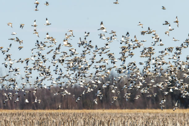 istock Snow bunting, Snow plectrophane. 941103362