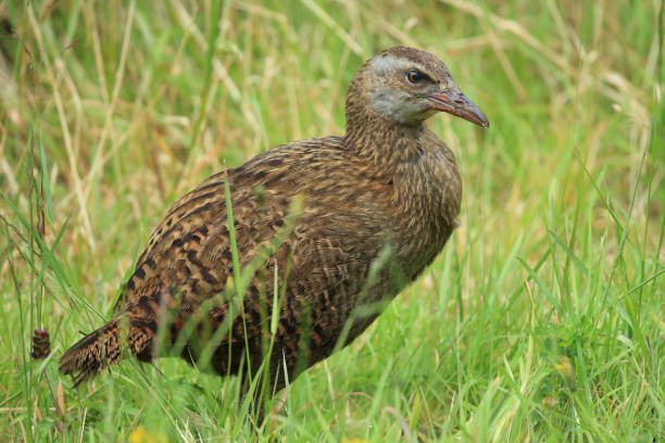 istock Weka, a flightless bird native to New Zealand 941103830