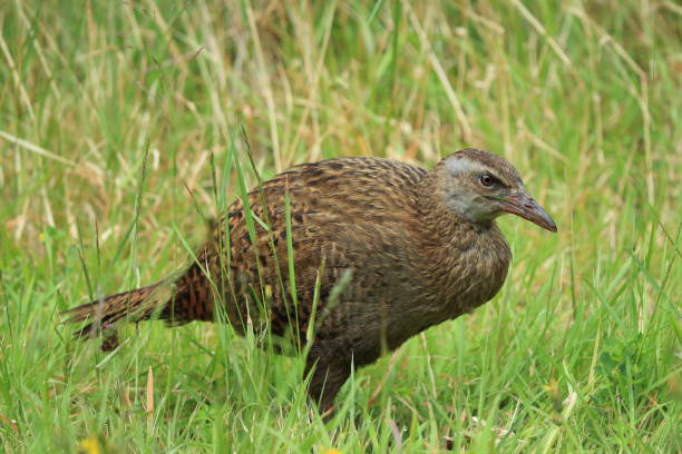 istock Weka, a flightless bird native to New Zealand 941104672