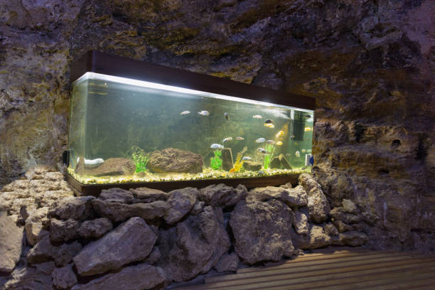 akwarium kolorowe ryby i rośliny wodne w jaskini - przeniesienie na dół zdjęcia i obrazy z banku zdjęć