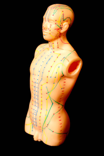 istock Medical acupuncture model of human 941107950