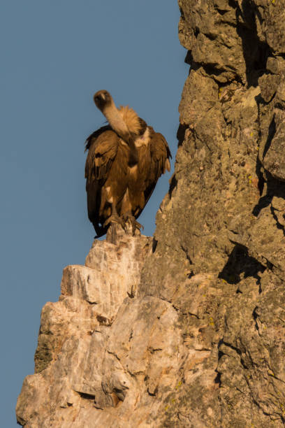 istock Griffon vulture Gyps fulvus in Extremadura 941108102