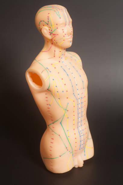 istock Medical acupuncture model of human 941108256