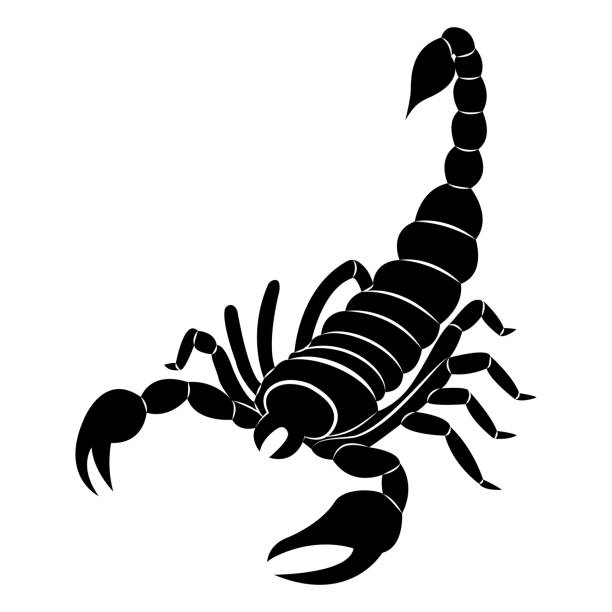 흰색 바탕에 전갈의 실루엣의 벡터 이미지. - scorpio stock illustrations