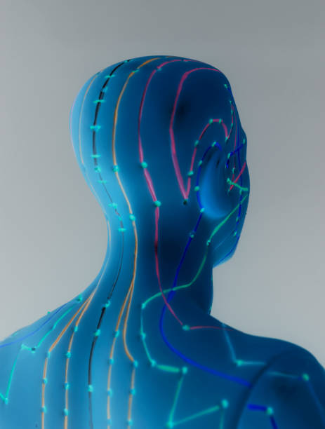 istock Medical acupuncture model of human 941108862