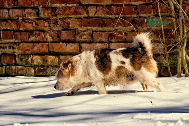 монгрель бежит по снегу на фоне старой кирпичной стены - tyke стоковые фото и изображения
