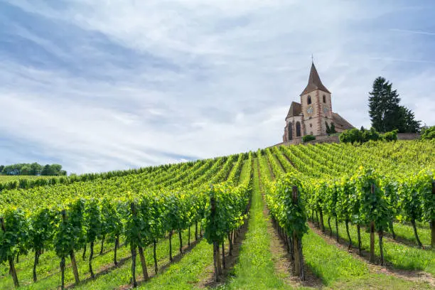 Photo of vineyard and medieval church in Alsace, France