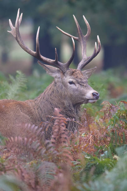 istock Red Deer Stag Rut UK 941112060