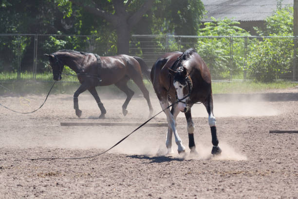 istock Horses race at the racetrack during training. Sport 941116012
