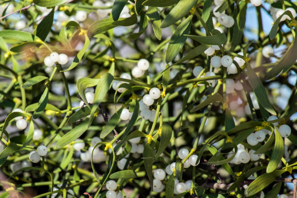 спелые белые ягоды омелы (альбом viscum) - european mistletoe стоковые фото и изображения