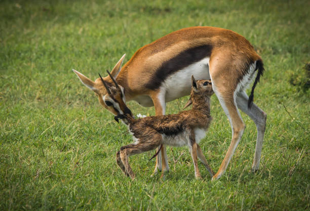 antelope thompson i jej nowo narodzone dziecko w masai mara, kenia - thomsons gazelle zdjęcia i obrazy z banku zdjęć