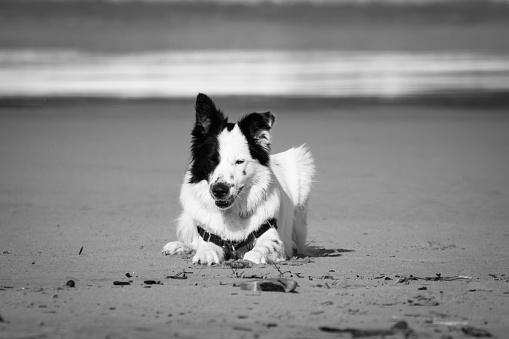 cute border collie playing on sandy beach, isolated in black and white