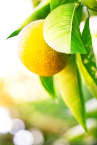 istock Yellow mandarin on a branch 941124652