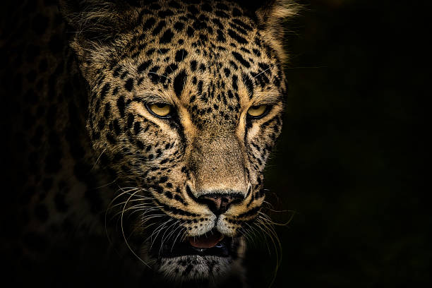 portret lamparta - leopard horizontal snout fur zdjęcia i obrazy z banku zdjęć