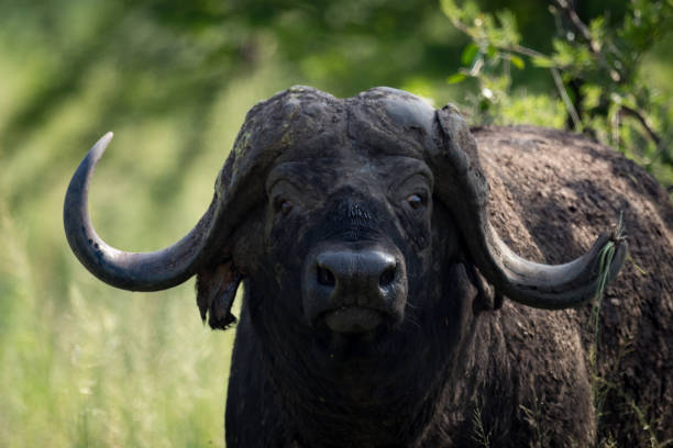 istock Close-up of Cape buffalo glaring at camera 941128230